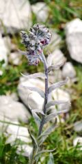 Cynoglossum magellense